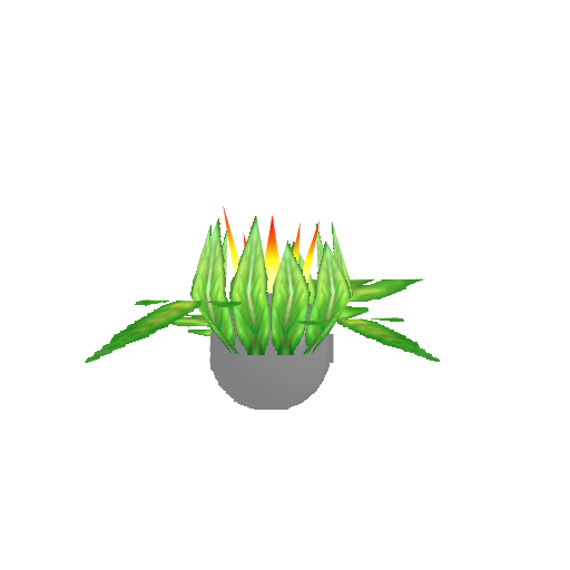 Bomb Flower