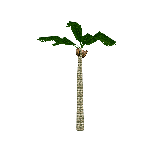 Palm Tree